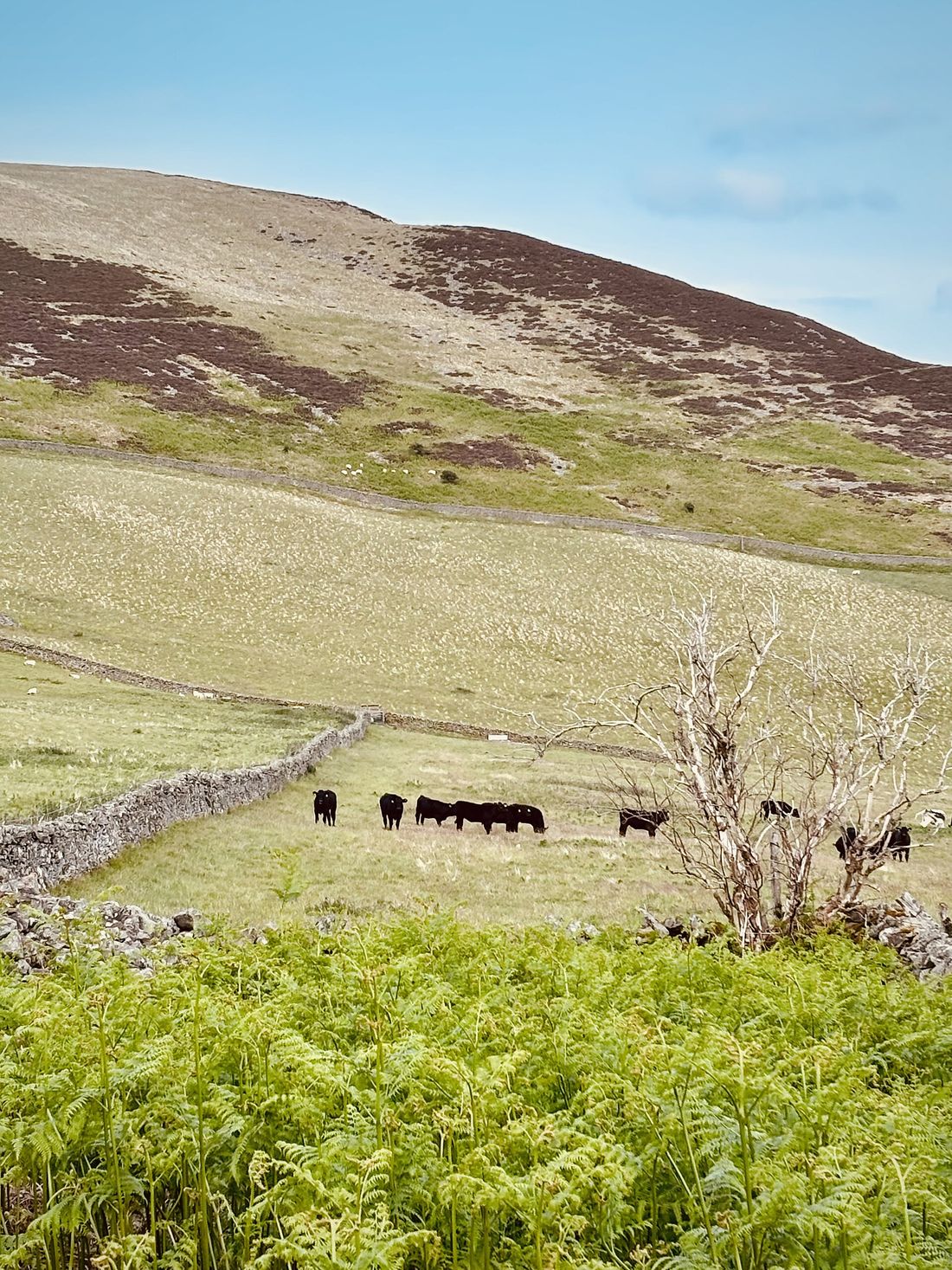 Black Aberdeen Angus cattle grazing an upland field bounded by a dry-stone wall
