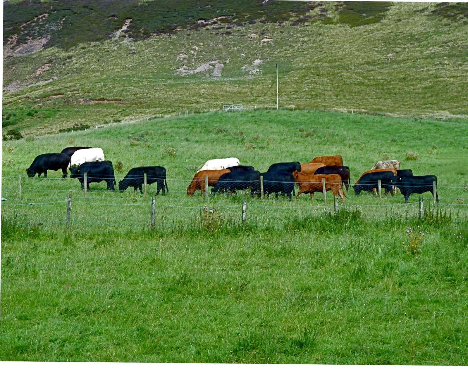A mixed herd of black, red and white beef cattle grazing lush green upland pasture