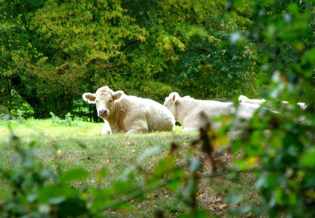 Two cream Charolais cattle resting in a green pasture beside woodland