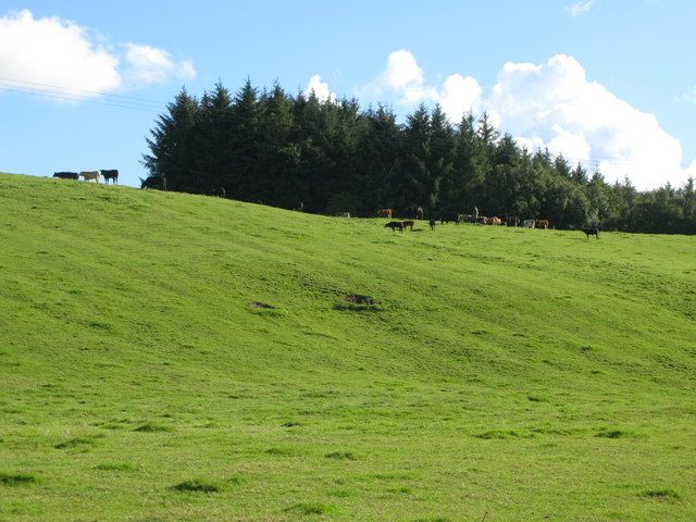 Cattle grazing on a bright green hillside below a line of forestry