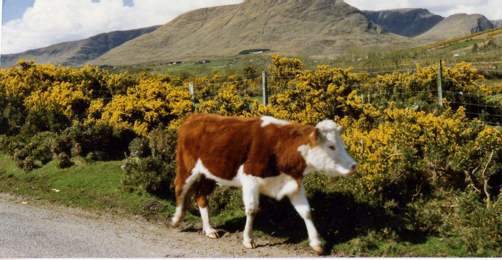 A Hereford bullock walking a country lane past flowering gorse with an Irish hillside behind